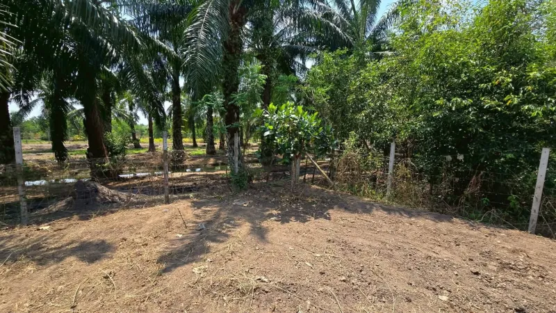 รูปที่4 ต้องการขายที่ดินเปล่า บึงกาสาม หนองเสือ ราคา 890,000 บาท