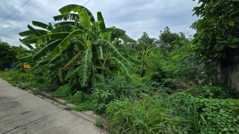 รูปที่5 ต้องการขายที่ดินเปล่า บางเตย สามพราน ราคา 2,400,000 บาท