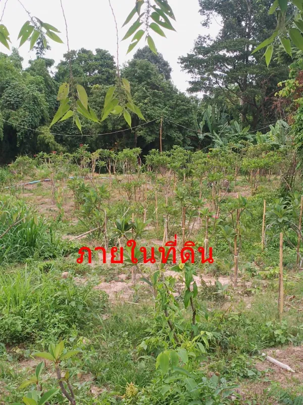 รูปที่5 ต้องการขายที่ดินเปล่า ท่ามะปราง แก่งคอย ราคา 1,400,000 บาท