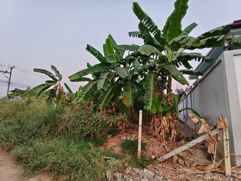 รูปที่2 ต้องการขายที่ดินเปล่า คลองสาม คลองหลวง ราคา 16,000,000 บาท