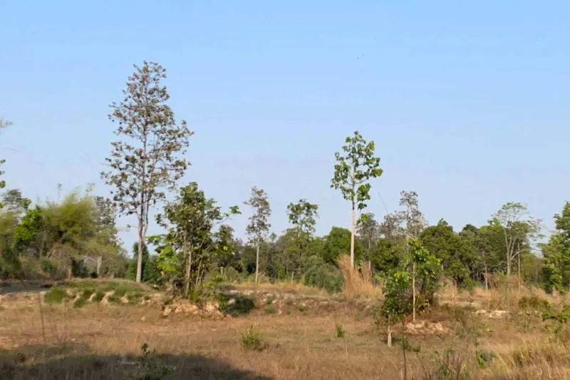 รูปที่3 ต้องการขายที่ดินเปล่า กุดชมภู พิบูลมังสาหาร ราคา 800,000 บาท