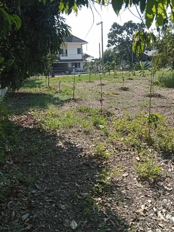 รูปที่6 ต้องการขายที่ดินเปล่า ท้ายเกาะ สามโคก ราคา 7,500,000 บาท