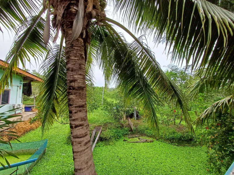 รูปที่6 ต้องการขายที่ดินเปล่า เหมืองใหม่ อัมพวา ราคา 2,800,000 บาท
