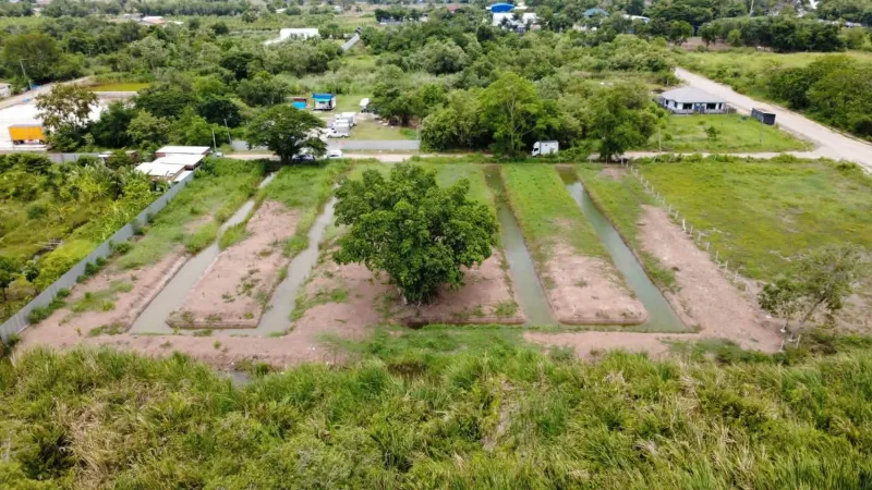 รูปที่3 ต้องการขายที่ดินเปล่า คลองสอง คลองหลวง ราคา 12,000,000 บาท