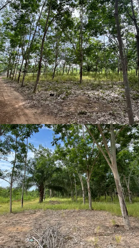 รูปที่6 ต้องการขายที่ดินเปล่า หนองตาแต้ม ปราณบุรี ราคา 280,000 บาท