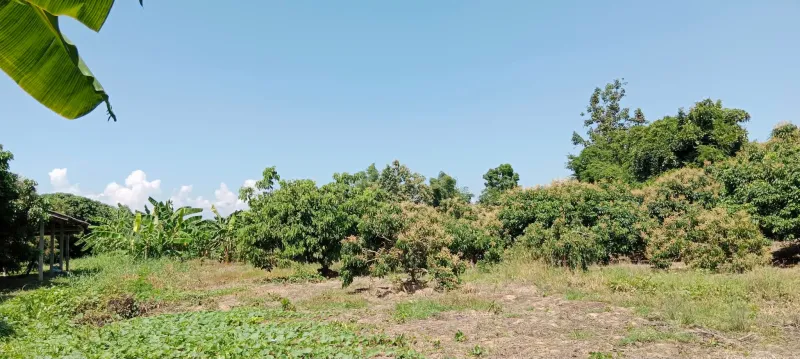 รูปที่7 ต้องการขายที่ดินเปล่า บ้านเรือน ป่าซาง ราคา 690,000 บาท