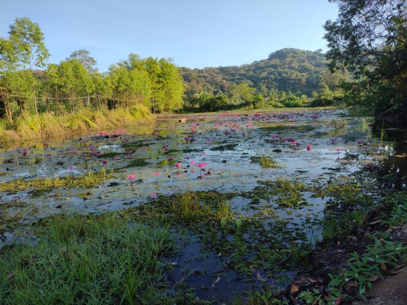 รูปที่3 ต้องการขายที่ดินเปล่า สะพานหิน นาดี ราคา 7,000,000 บาท