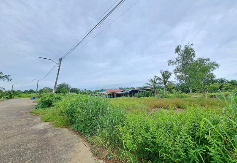 รูปที่3 ต้องการขายที่ดินเปล่า หนองสามวัง หนองเสือ ราคา 500,000 บาท