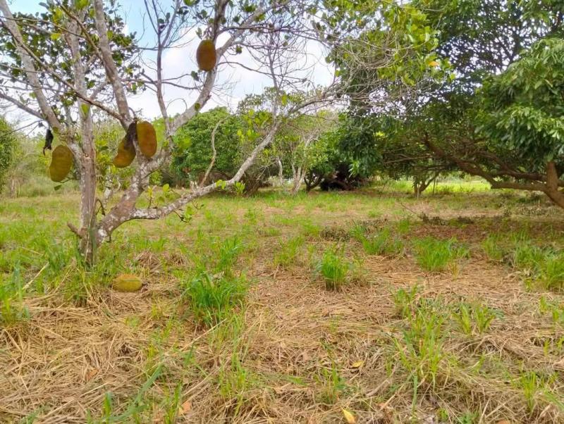 รูปที่5 ต้องการขายที่ดินเปล่า บางพระ ศรีราชา ราคา 3,000,000 บาท