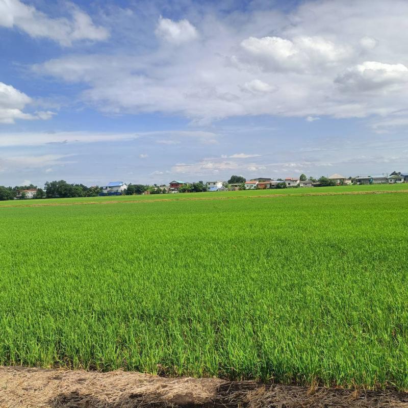 รูปที่2 ต้องการขายที่ดินเปล่า บึงคำพร้อย ลำลูกกา  