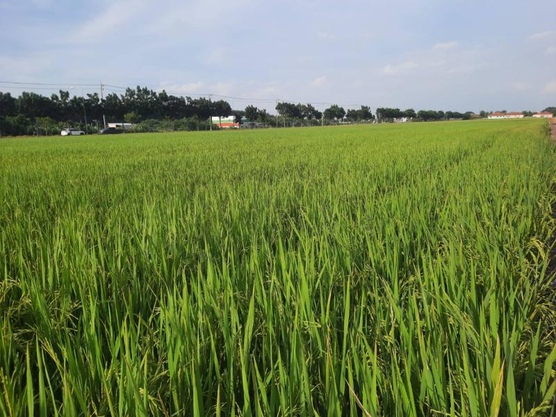รูปที่3 ต้องการขายที่ดินเปล่า บึงคำพร้อย ลำลูกกา  