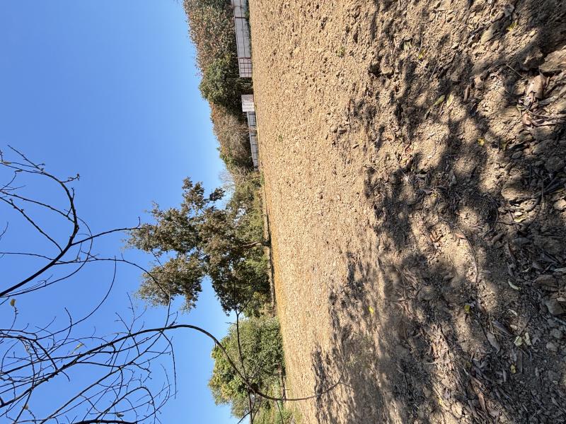 รูปที่7 ต้องการขายบ้านพร้อมที่ดิน นาวังหิน พนัสนิคม ราคา 41,775,000 บาท