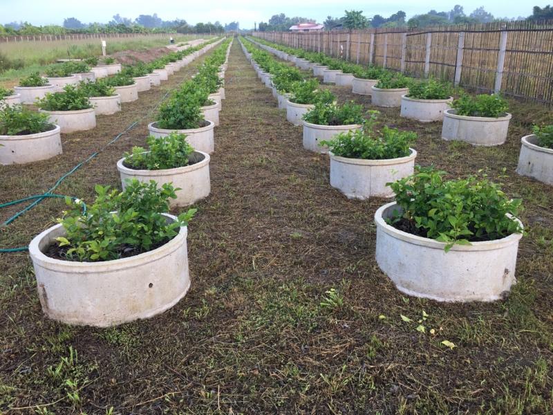 รูปที่3 ต้องการขายที่ดินเปล่า แม่แรง ป่าซาง ราคา 1,300,000 บาท