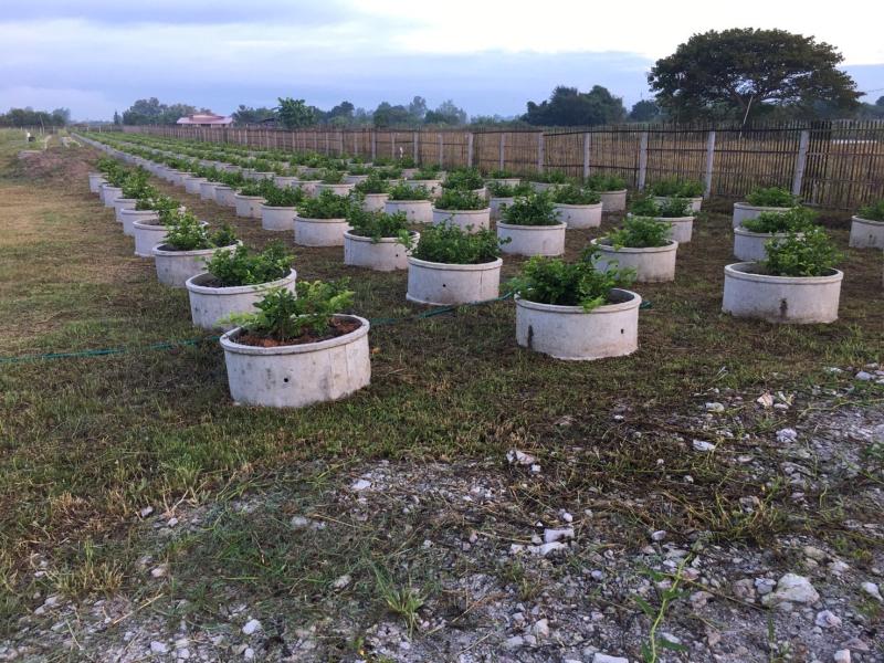 รูปที่6 ต้องการขายที่ดินเปล่า แม่แรง ป่าซาง ราคา 1,300,000 บาท