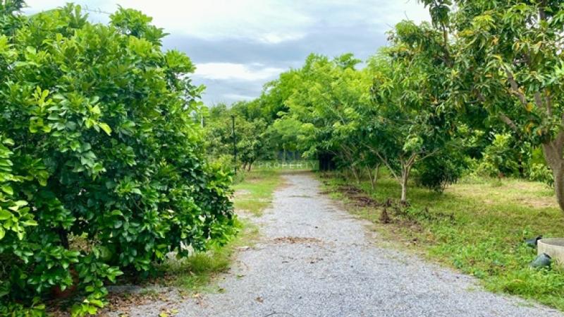 รูปที่5 ต้องการขายบ้านพร้อมที่ดิน ดอนคา อู่ทอง ราคา 1,300,000 บาท