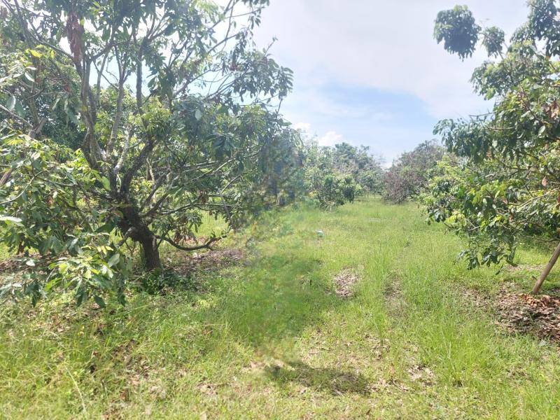 รูปที่2 ต้องการขายที่ดินเปล่า หนองตอง หางดง ราคา 1,700,000 บาท