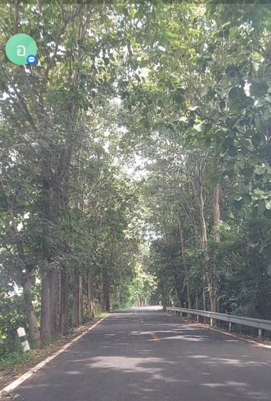 รูปที่3 ต้องการขายที่ดินเปล่า หนองตอง หางดง ราคา 1,700,000 บาท