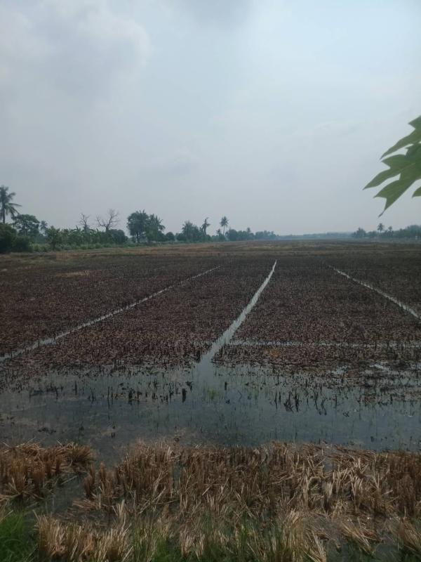 รูปที่3 ต้องการขายที่ดินเปล่า บางบัวทอง บางบัวทอง ราคา 57,000,000 บาท