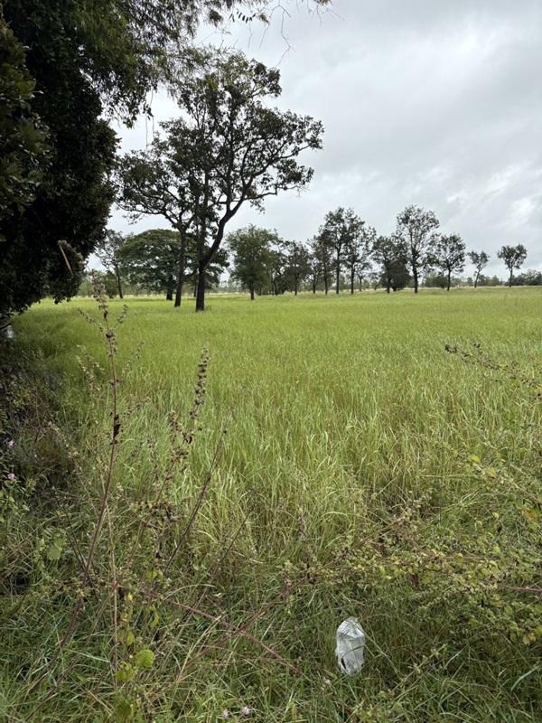 รูปที่2 ต้องการขายที่ดินเปล่า หนองบัว กันทรารมย์ ราคา 130,000 บาท