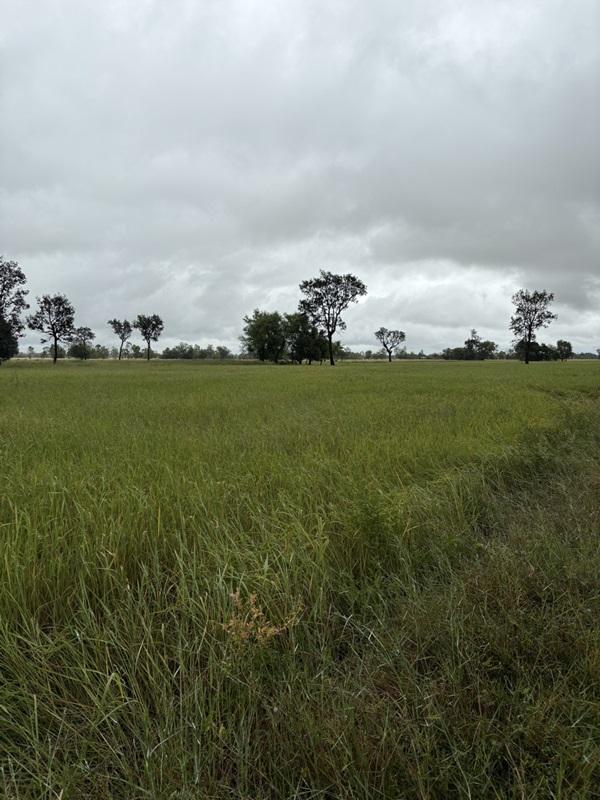 รูปที่3 ต้องการขายที่ดินเปล่า หนองบัว กันทรารมย์ ราคา 130,000 บาท