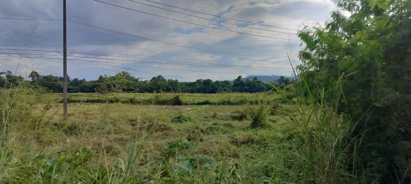 รูปที่3 ต้องการขายที่ดินเปล่า เชิงดอย ดอยสะเก็ด  