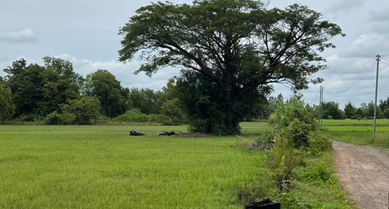 รูปภาพสินทรัพย์