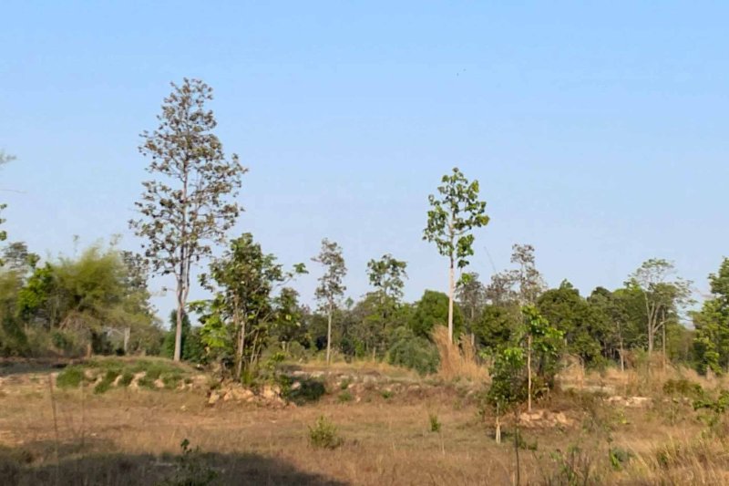 รูปที่4 ต้องการขายที่ดินเปล่า กุดชมภู พิบูลมังสาหาร ราคา 800,000 บาท