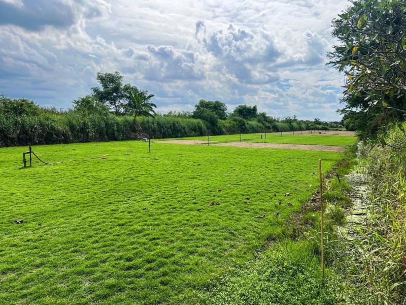 รูปที่7 ต้องการขายที่ดินเปล่า คลองเจ็ด คลองหลวง ราคา 350,000 บาท