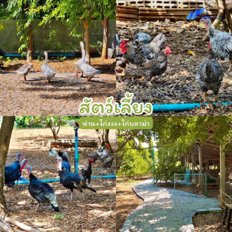 รูปที่8 ต้องการขายบ้านพร้อมที่ดิน พุคำจาน พระพุทธบาท ราคา 11,000,000 บาท