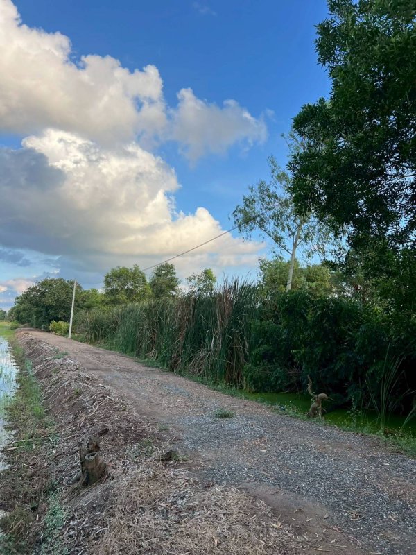 รูปที่5 ต้องการขายที่ดินเปล่า บึงชำอ้อ หนองเสือ ราคา 2,980,000 บาท