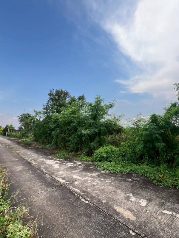 รูปที่5 ต้องการขายที่ดินเปล่า บึงชำอ้อ หนองเสือ ราคา 380,000 บาท