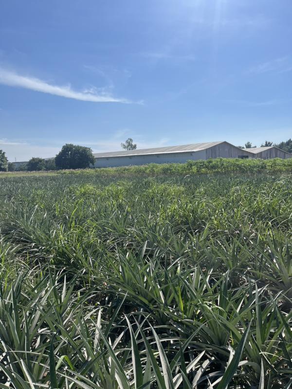 รูปภาพสินทรัพย์