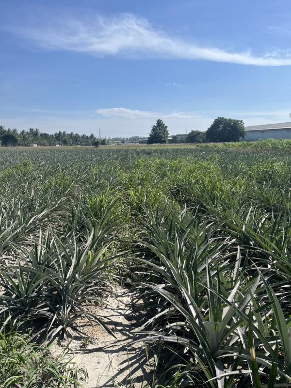 รูปที่3 ต้องการขายที่ดินเปล่า คลองกิ่ว บ้านบึง ราคา 3,000,000 บาท