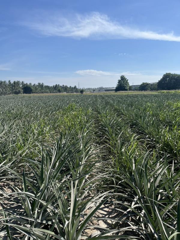 รูปที่4 ต้องการขายที่ดินเปล่า คลองกิ่ว บ้านบึง ราคา 3,000,000 บาท