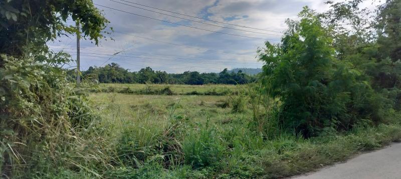 รูปที่2 ต้องการขายที่ดินเปล่า เชิงดอย ดอยสะเก็ด  