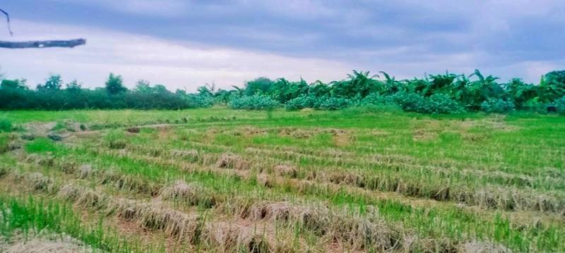 รูปที่7 ต้องการขายที่ดินเปล่า หนองเพรางาย ไทรน้อย ราคา 1,188,000 บาท