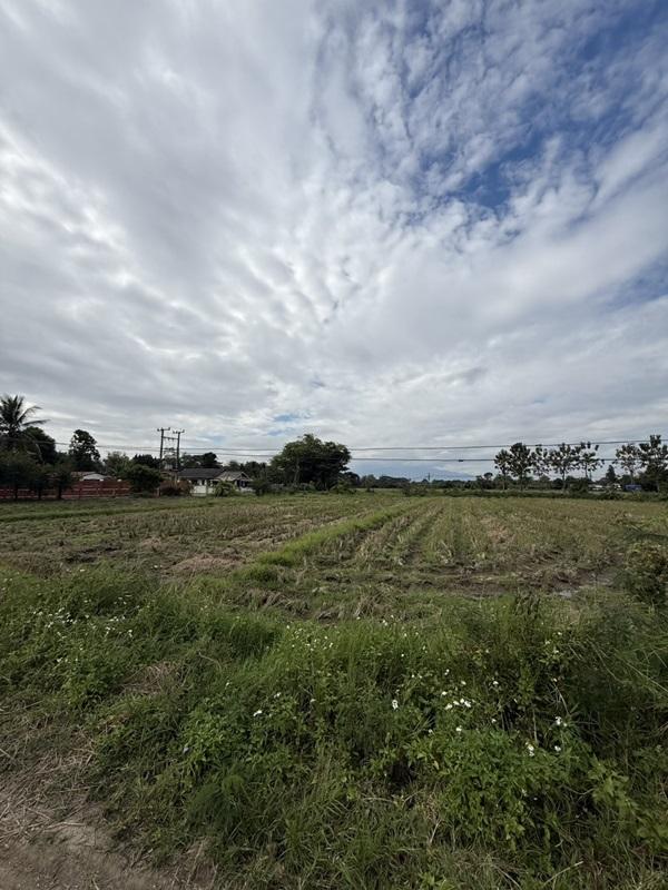 รูปที่6 ต้องการขายที่ดินเปล่า แม่ปูคา สันกำแพง ราคา 8,000 บาท