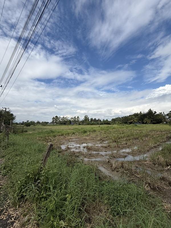 รูปที่8 ต้องการขายที่ดินเปล่า แม่ปูคา สันกำแพง ราคา 8,000 บาท