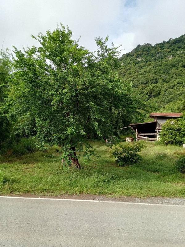 รูปที่3 ต้องการขายที่ดินเปล่า นิคมเขาบ่อแก้ว พยุหะคีรี ราคา 220,000 บาท