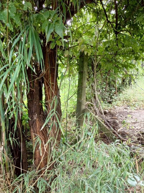 รูปที่6 ต้องการขายที่ดินเปล่า นิคมเขาบ่อแก้ว พยุหะคีรี ราคา 220,000 บาท