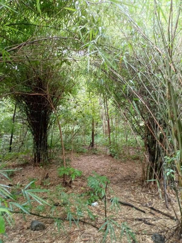 รูปที่7 ต้องการขายที่ดินเปล่า นิคมเขาบ่อแก้ว พยุหะคีรี ราคา 220,000 บาท