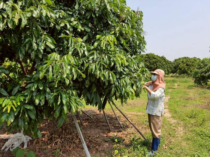 รูปที่2 ต้องการขายบ้านพร้อมที่ดิน หนองปลาสะวาย บ้านโฮ่ง ราคา 12,000,000 บาท