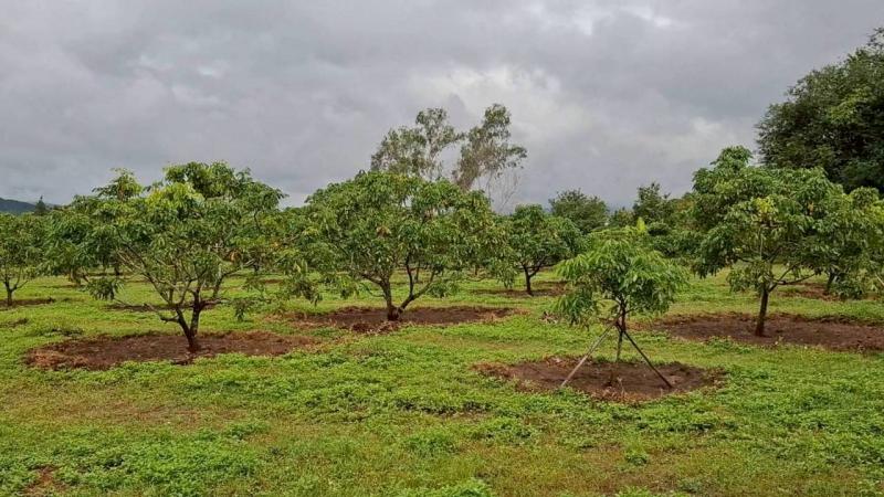 รูปที่3 ต้องการขายบ้านพร้อมที่ดิน หนองปลาสะวาย บ้านโฮ่ง ราคา 12,000,000 บาท