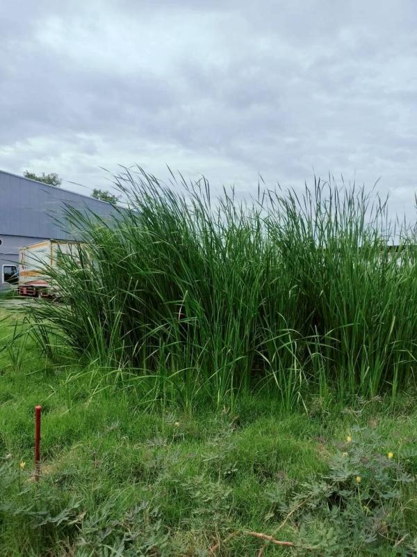 รูปที่5 ต้องการขายที่ดินเปล่า ราชาเทวะ บางพลี ราคา 2,350,000 บาท