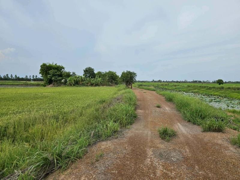 รูปที่2 ต้องการขายที่ดินเปล่า ท่าเรือ ปากพลี  