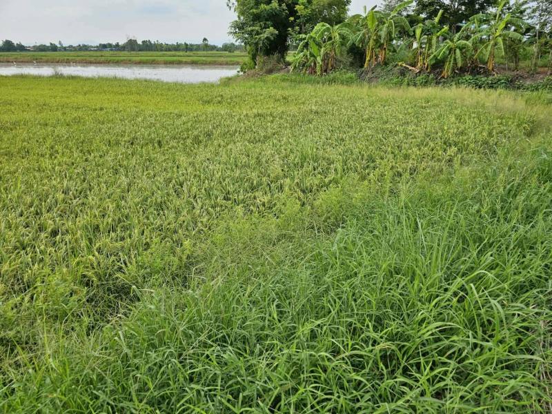 รูปที่3 ต้องการขายที่ดินเปล่า ท่าเรือ ปากพลี  