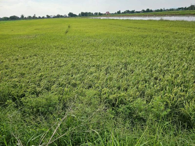 รูปที่4 ต้องการขายที่ดินเปล่า ท่าเรือ ปากพลี  