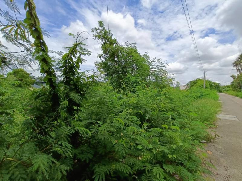 รูปที่3 ต้องการขายที่ดินเปล่า รั้วใหญ่ เมืองสุพรรณบุรี  