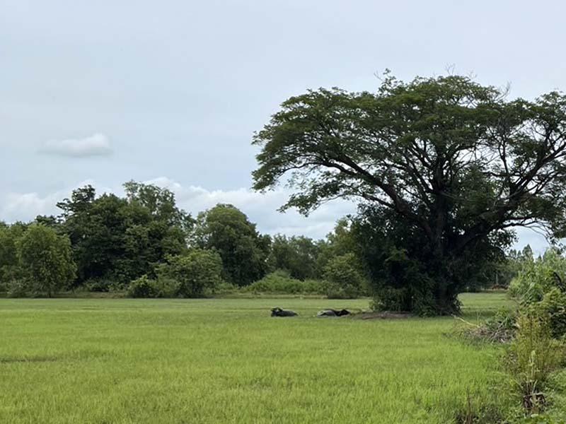 รูปภาพสินทรัพย์