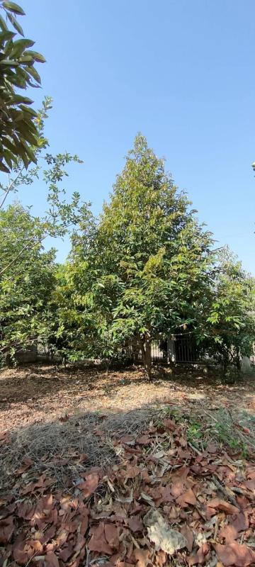 รูปที่6 ต้องการขายที่ดินเปล่า ชนแดน ชนแดน ราคา 9,500,000 บาท